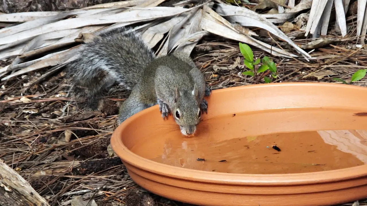 How Do Squirrels Get Water?