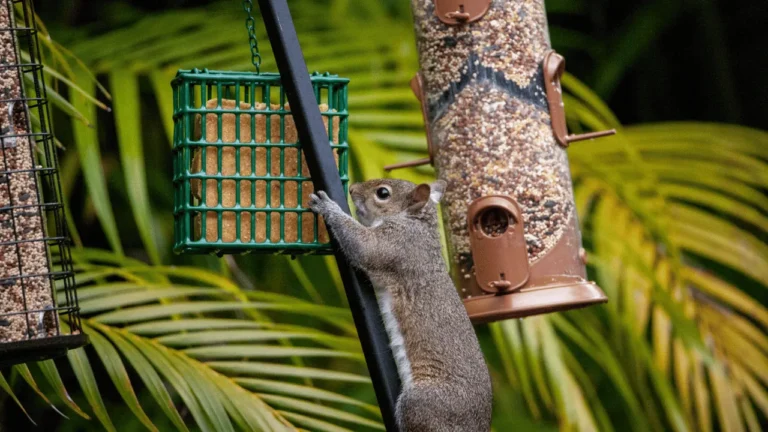 Can Squirrels Climb Metal Poles