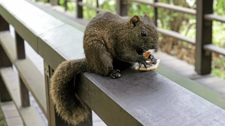 can squirrels eat bread