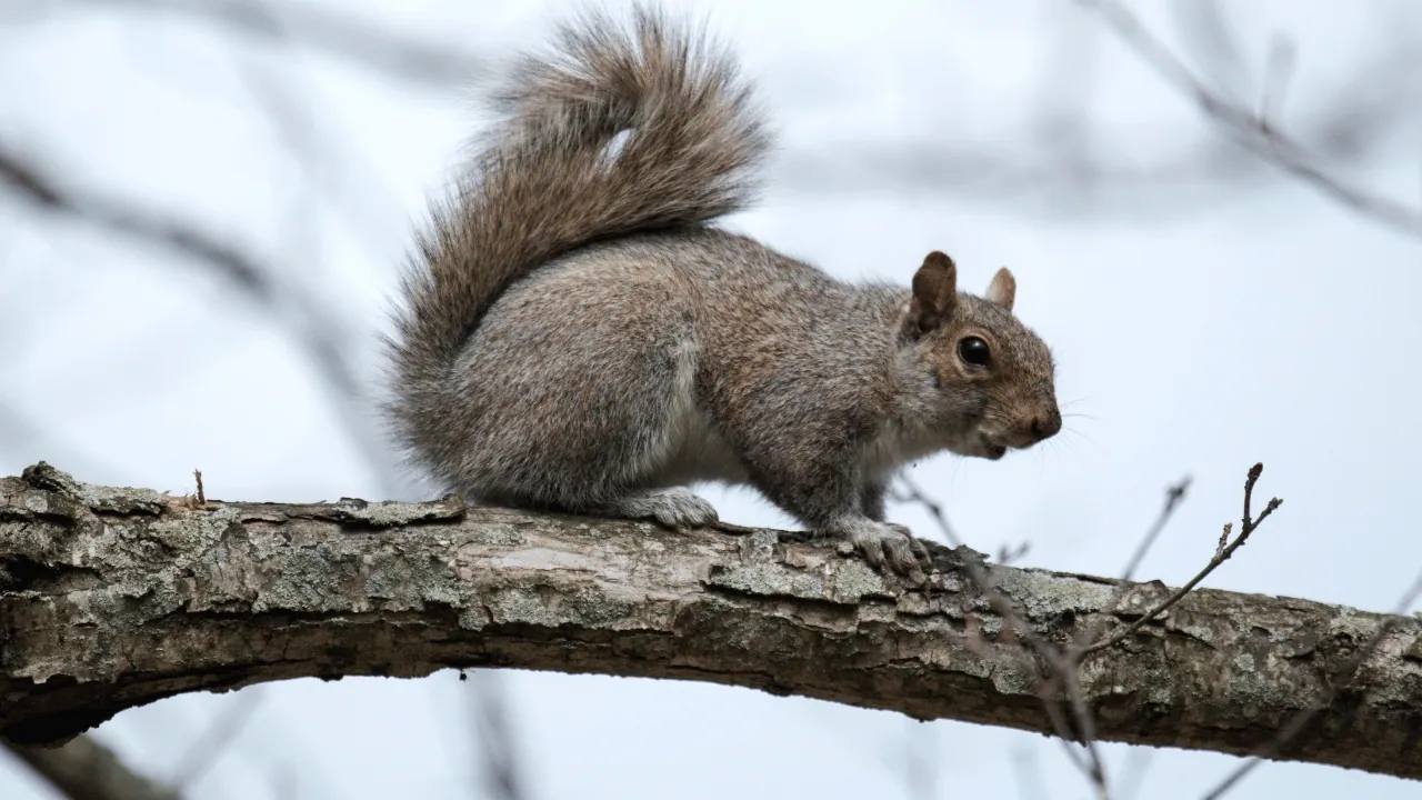 why do squirrels nip off branches