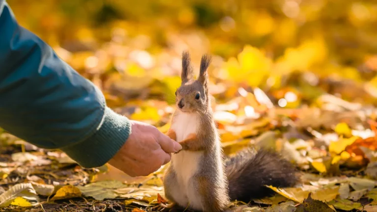 Are Squirrels Friendly To Humans