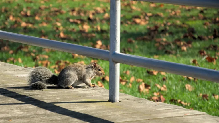 Are Squirrels Safe To Touch