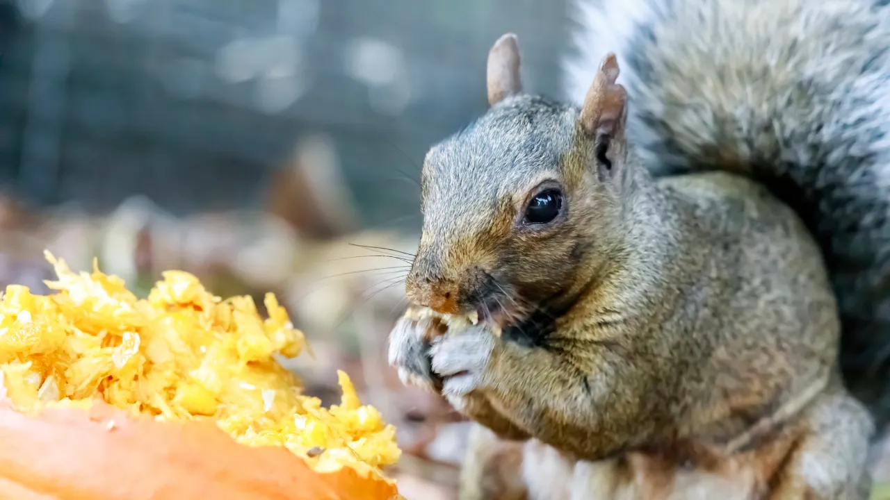 Do Squirrels Eat Pumpkin Seeds