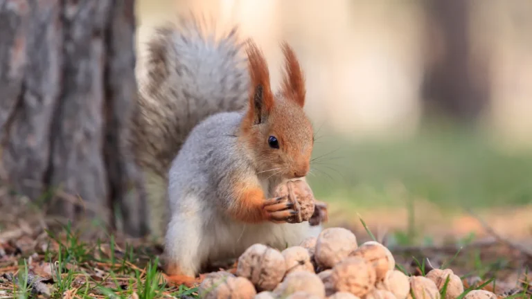 What Nuts Do Squirrels Eat?