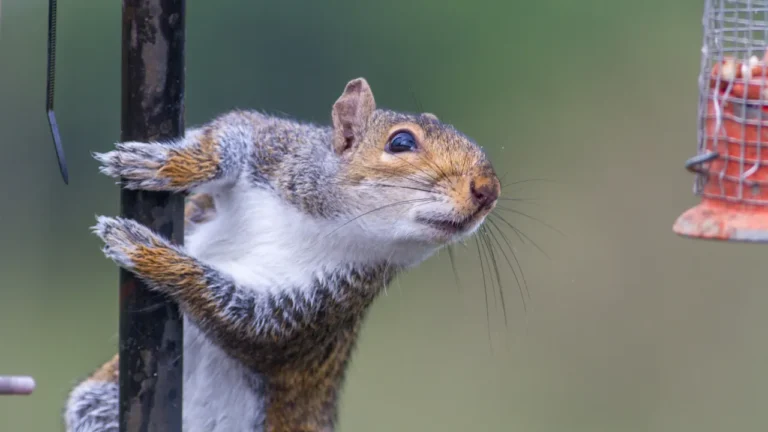 How To Get Rid Of Squirrels