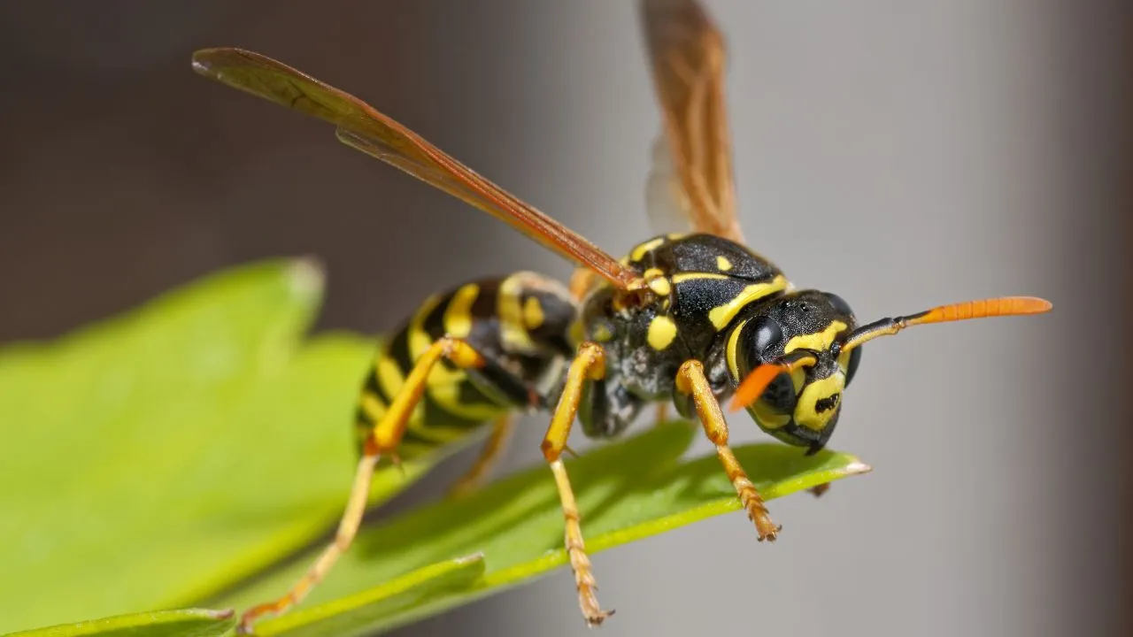 how long do wasps live