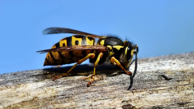 when are wasps most active